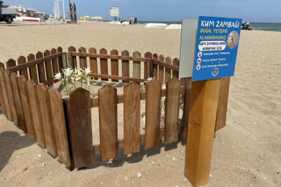Bursa sahillerinde görülen ‘kum zambakları’ koruma altında