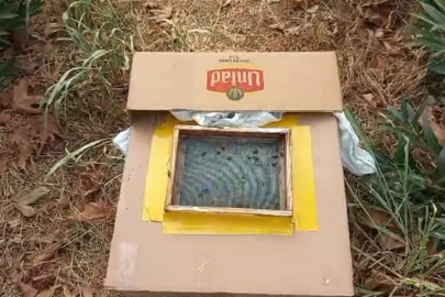 Ağaçta baldan servet buldu