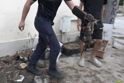 Gidere sıkışan kediyi kurtarmak için santim santim kazdılar