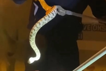 Seyir halindeki aracın kaputundan yılan çıktı