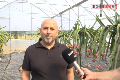 (ÖZEL HABER) Bursa’nın gelecekteki incisi “Ejder Meyvesi”