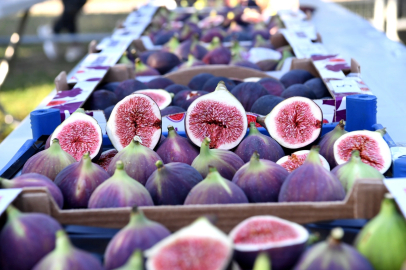 Coğrafi tescilli siyah incirin ihracatı 10 bin tonu aştı