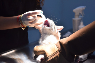 Yıldırım'da can dostlar emin ellerde