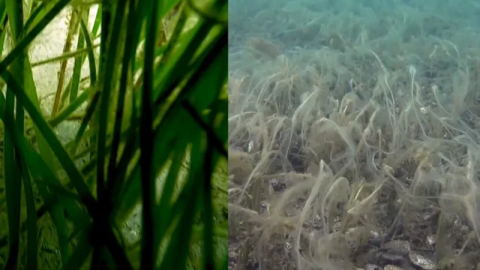 Marmara'daki müsilaj pinaları etkilemeye başladı
