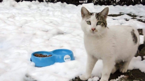 Uludağ Elektrik, yaz kış demeden sokak hayvanlarına destek olmaya devam ediyor