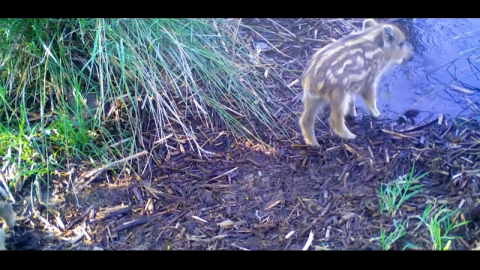 Yavru yaban domuzları, fotokapana takıldı
