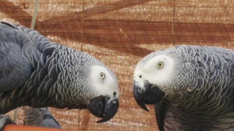 Türk Hava Yolları ile Gri Papağanların Özgürlük Uçuşu
