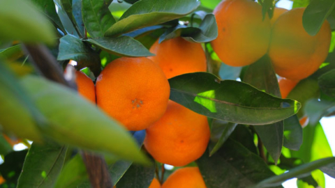Turunçgiller 'Tarım Ürünleri'nin gözdesi