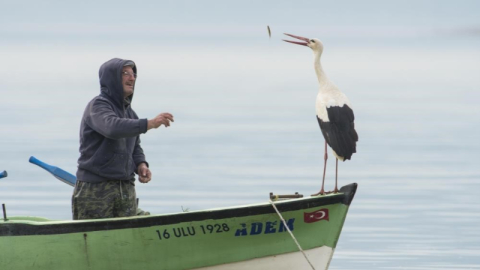 Yaren leylek için gözleri hem ufukta hem yuvada...
