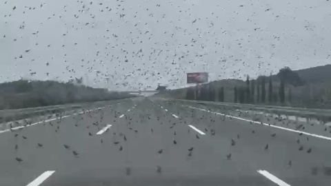 İstanbul - İzmir otobanında sürücüleri şaşırtan görüntü