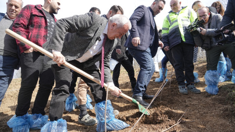 Çiftçiye destek için 6 dekarlık alana ahududu dikildi
