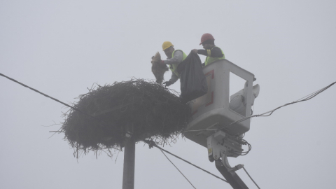 Karacabey'deki leylek yuvalarında geleneksel temizlik devam ediyor