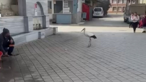 Yusuf dayının leyleği 'Bilal' bu yıl da geldi