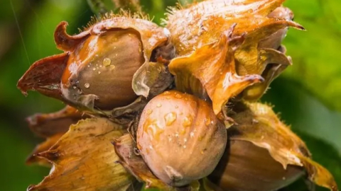 Fındık yeterlilik derecesinde zirvede