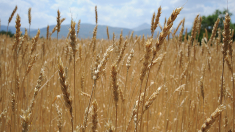 Dünyada artan talep hububat üretimini 62 milyon ton yükseltecek