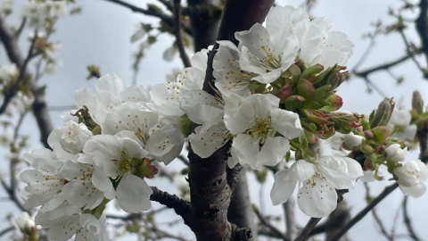 Kiraz ve vişnede çiçeklenme dönemi öncesi ilaçlama önerisi