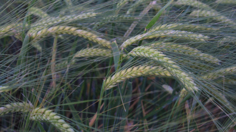 Türkiye'de hububatı, don, kuraklık ve fare tehdit ediyor