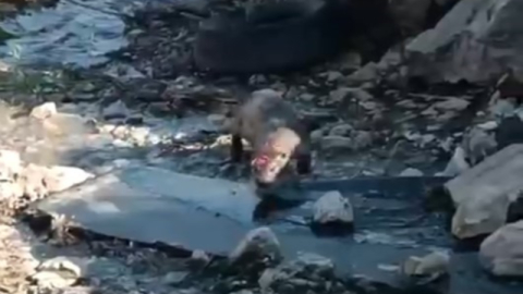 Denizden gelen misafir