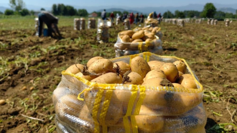 Patates ihracatı 2 ayda 114 kat arttı