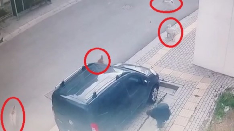 Orhangazi’de başıboş köpekler küçük çocuğa büyük korku yaşattı