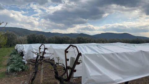 İznik Ovası'nı don vurdu