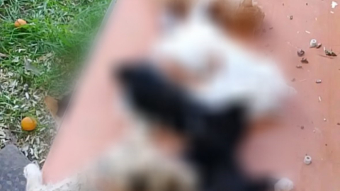 Gemlik'te yavru kediler katledildi