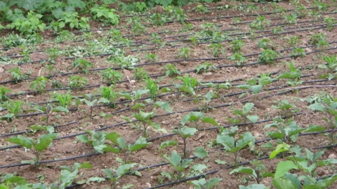 Tarımsal sulamada "kamu spotu" önerisi