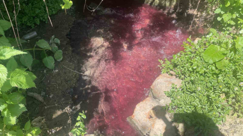 Turşu sulu renkli dereye çiftçiler de uzmanlar da tepkili