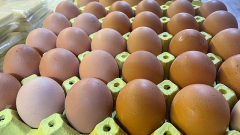 Yumurta kabuğu sanayide çok değerli