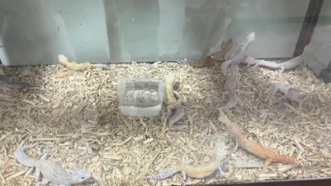 Bursa’da egzotik hayvan kaçakçılığıyla mücadele