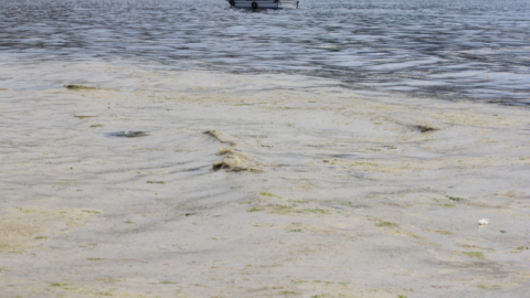 Gemlik Sahilleri’nde tehlikeli görüntü