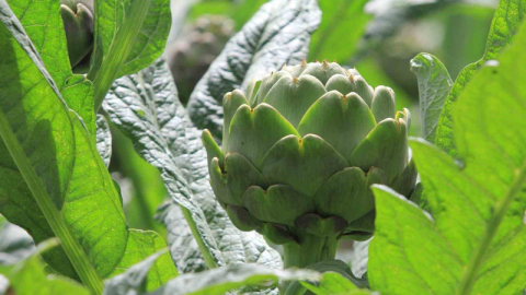 Enginar üreticiyi güldürüyor