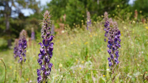 Gürsu’nun Gök Sığırkuyruğu çiçekleri açtı