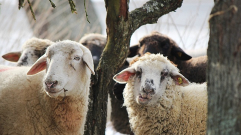 Kurban hakkında merak edilenler!