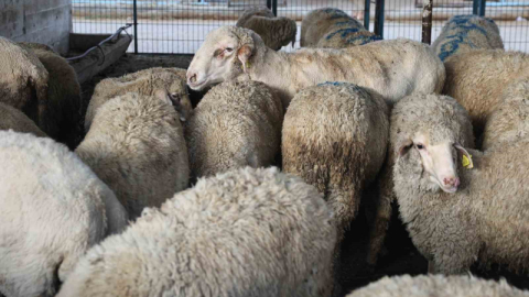 Nilüfer Kurban Bayramı’na hazır