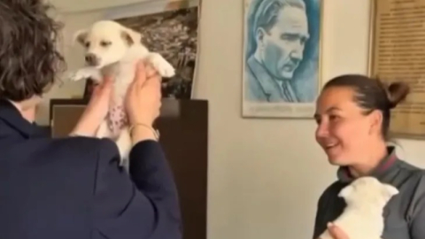 Mudanya Belediyesi evcil hayvanları sahiplendiriyor