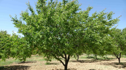 Zirai don destek ödemeleri başlıyor