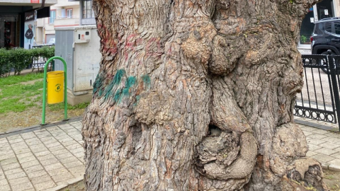 Asırlık ağacın yaraları sarıldı