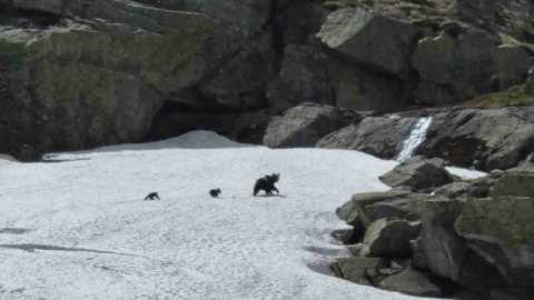 Uludağ’da kış uykusundan uyanan ayı ailesi görüntülendi