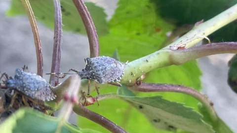 Bursa’da yüzlerce çiftçinin kabusu oldu!