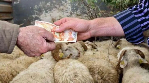 Kurbanlıklar yüzde 25 arttı