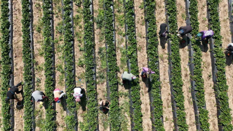 Bursa’da Kurşunlu Çileği hasadı başladı