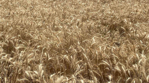 Makarnalık buğdayın tonu arttı