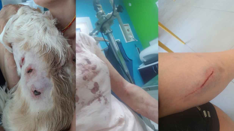 Nilüfer'de kangal dehşeti