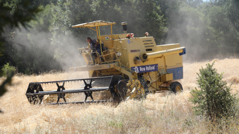 Siyez buğdayında hasat bereketi