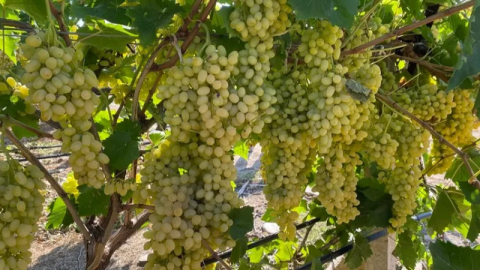 Sultani çekirdeksiz üzümde ihracat hazırlığı sürüyor