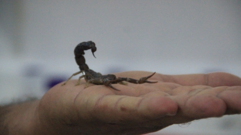 Batman’da bir köyü akrepler sardı, köylüler endişeli!