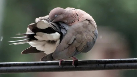 Yenişehir’de kuşlara banyo sefası
