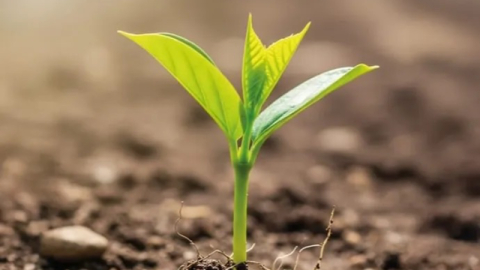 BUSADER, 50 bin fidan için çalışmalara başladı