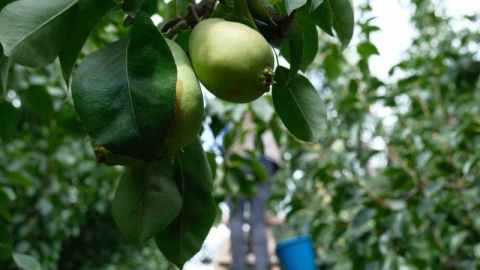 İtalyanlardan öğrenen Bursalı çiftçiler daha iyisini üretmeye başladı
